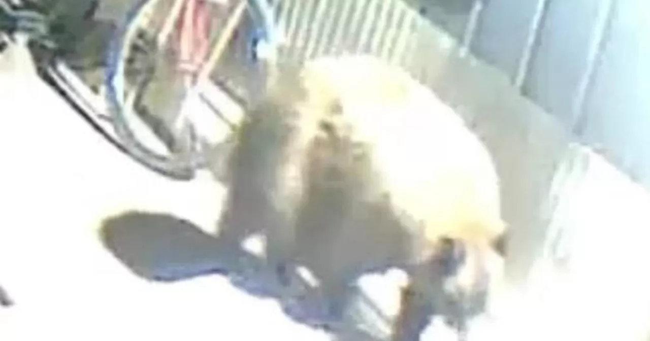 Bear that attacked 24-year-old runner in California will be euthanized, officials say