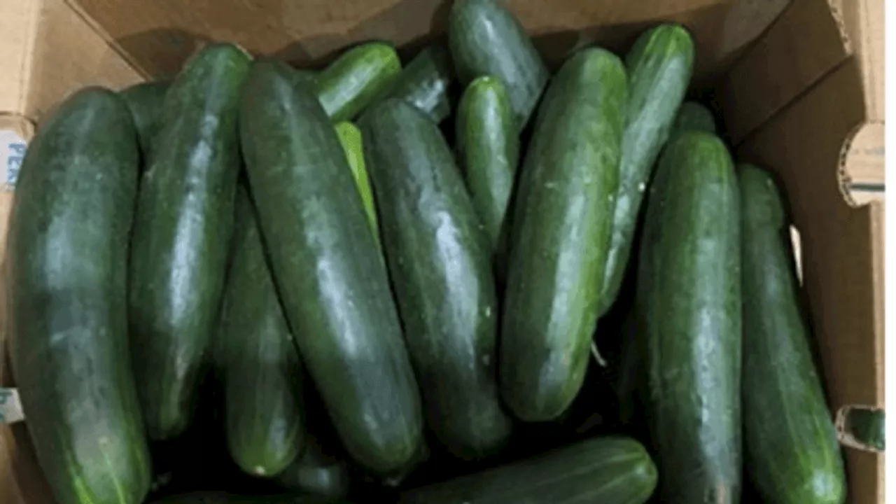 Salmonella outbreak from cucumbers results in 449 illnesses, CDC reports