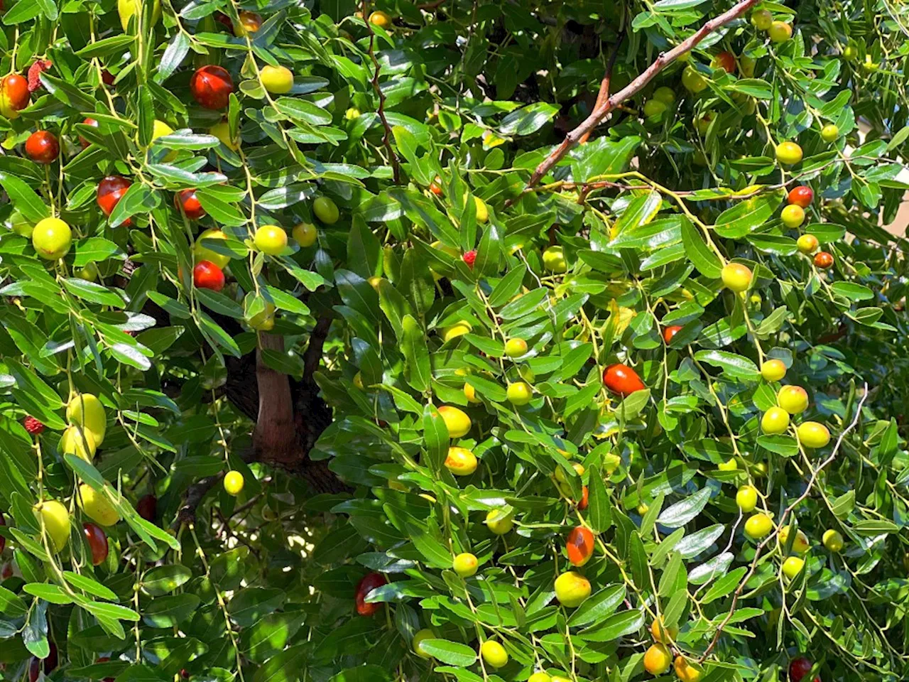 Here’s a drought-tolerant fruit tree that you can plant right now