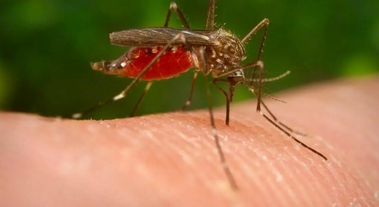 Allarme Febbre del Nilo in Italia: quattro decessi e contagi in forte crescita. Rilevato il virus in uccelli e