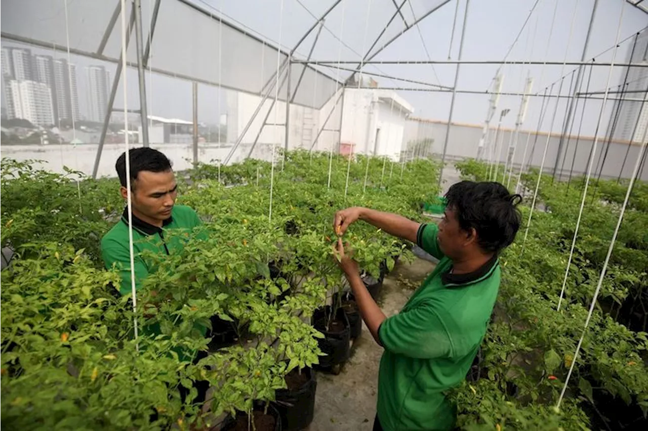 Pertamina Kembangkan Urban Farming di Atas Laut bagi Masyarakat Pesisir