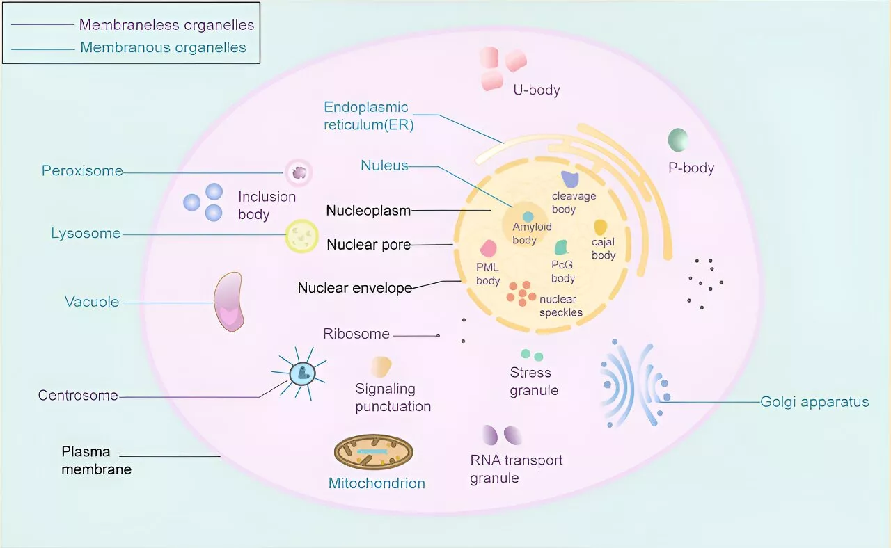 Exploring liquid-liquid phase separation in diseases