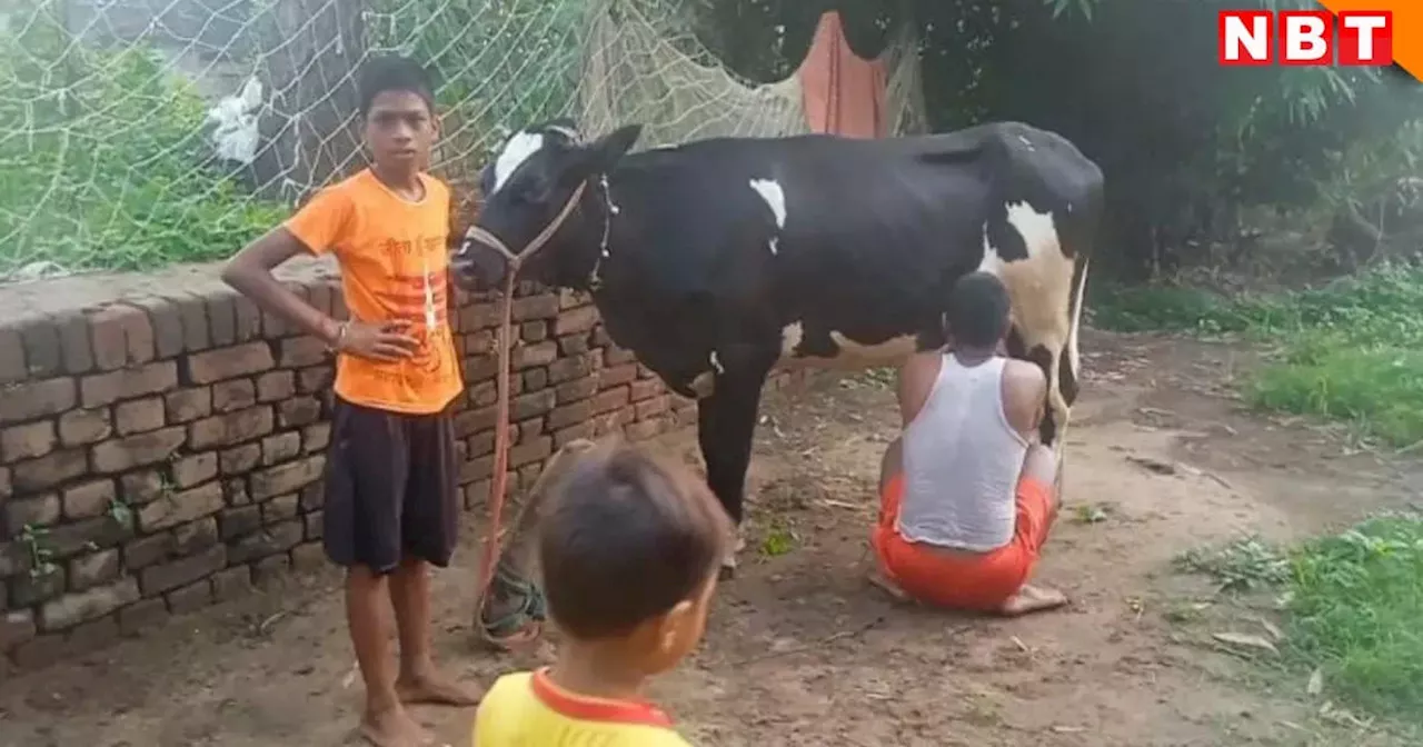 अद्भुत! न गाभिन न बच्चा डायरेक्ट दूध, बिहार के भोजपुर में 'कामधेनु' गाय नंदिनी