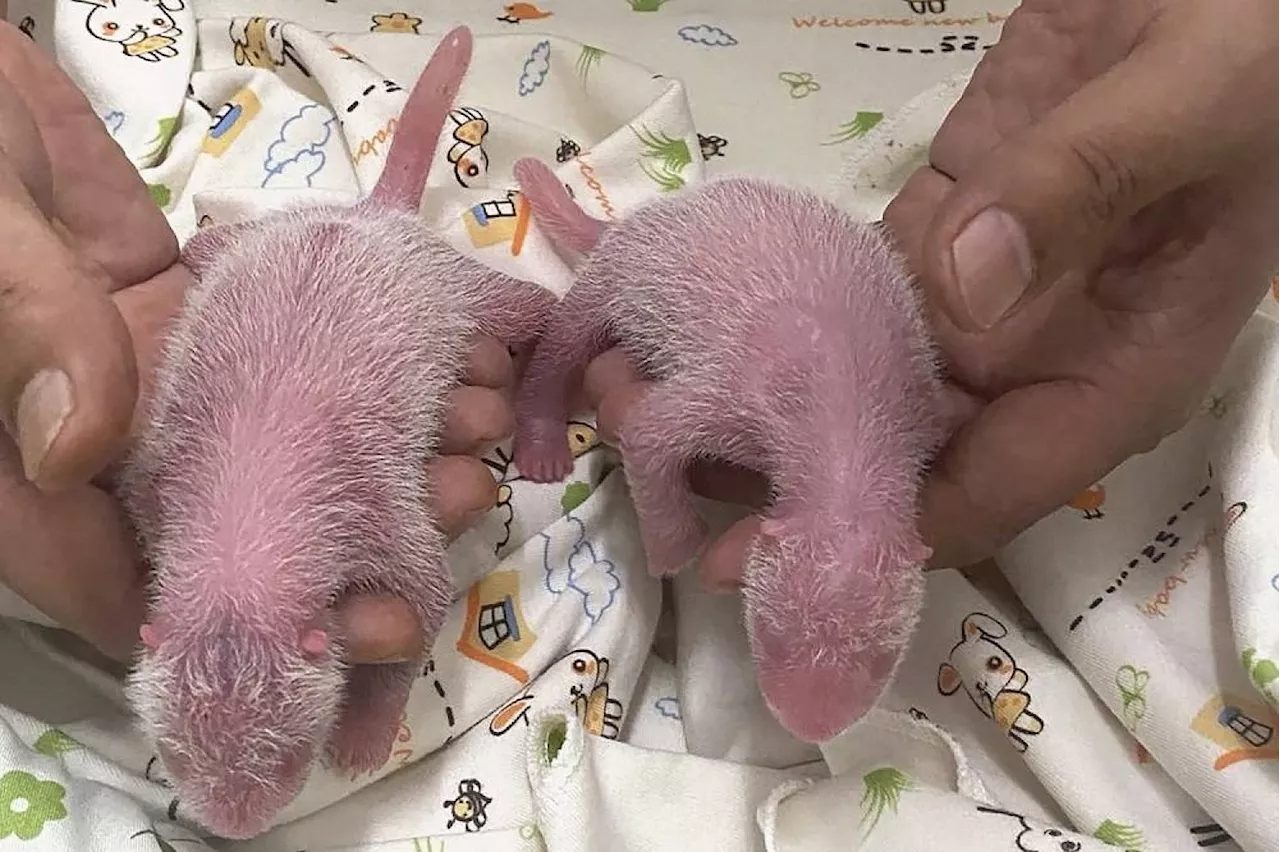 Panda twins are born in Hong Kong to Ying Ying, the world's oldest first-time mom