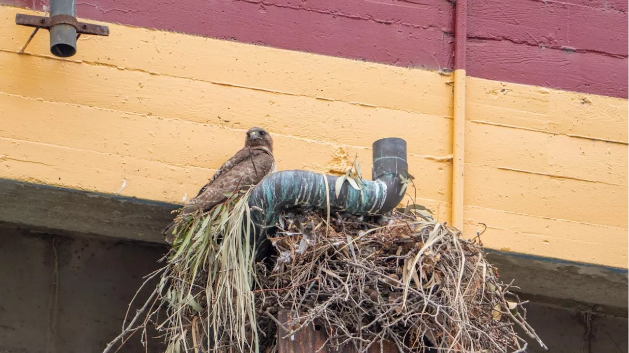Bird buffs are captivated by ‘The Coliseum's newest mascots'