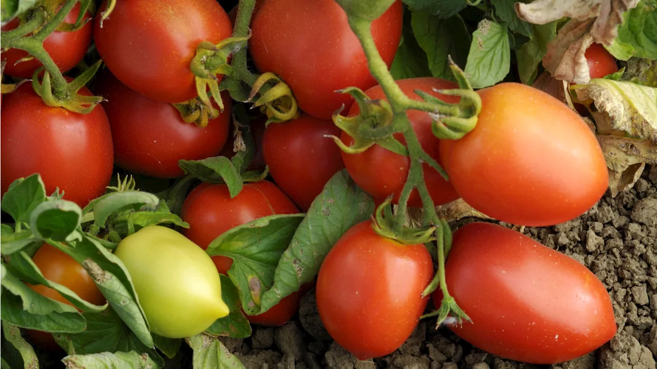 Roma tomatoes are the juicy stars of this pick-your-own event