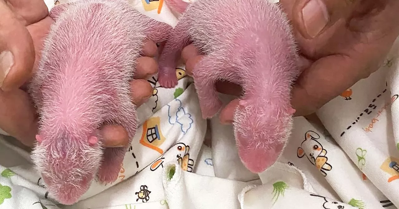 World’s oldest first-time panda mom gives birth to twins