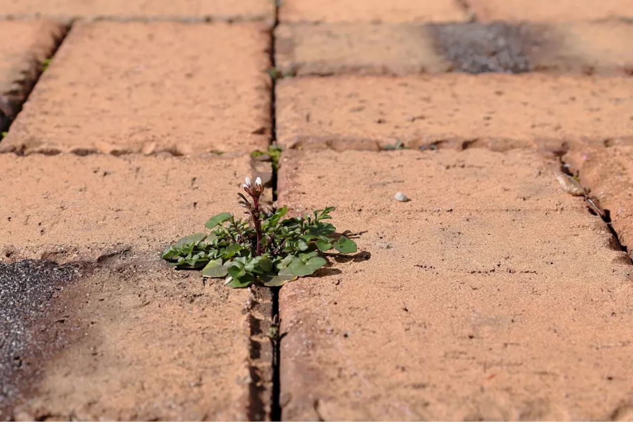 The 65p Tesco buy that blitzes weeds, according to a paving pro