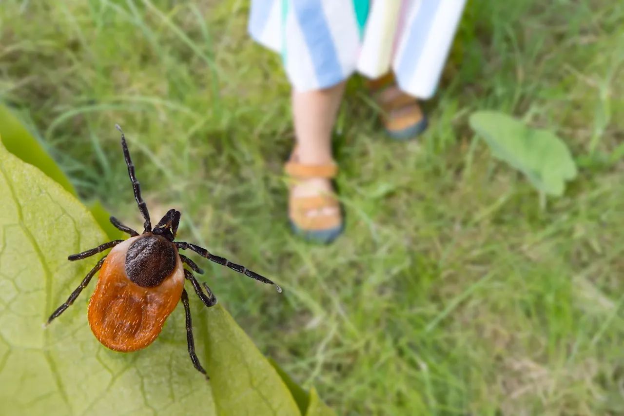 CDC study reveals significantly higher Lyme disease rates among older adults than previously reported