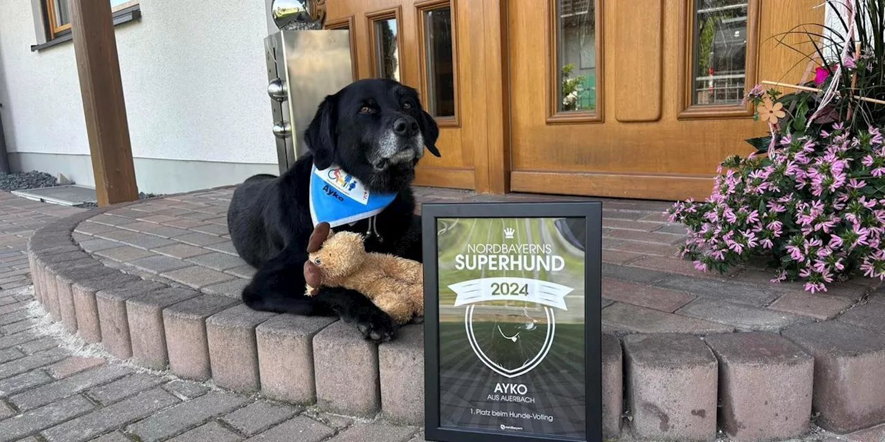 Nordbayerns Superhund 2024: Wie Ayko die Herzen der Menschen mit seinen Talenten erobert