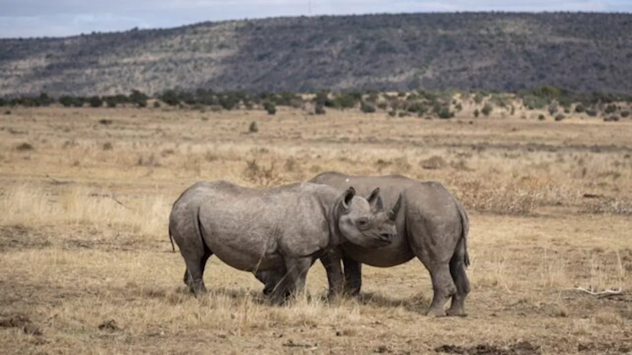 Patenten kunnen trends in illegale wildhandel voorspellen