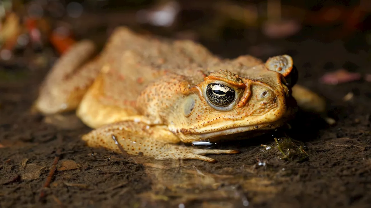 To save wild crocodiles in Australia, scientists gave them food poisoning