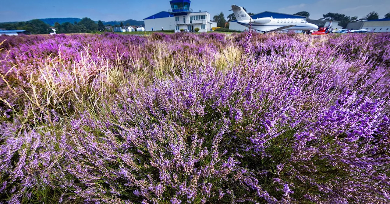 Selten geworden: Wunderschönes Blütenmeer gedeiht auf Bielefelder Sennesand