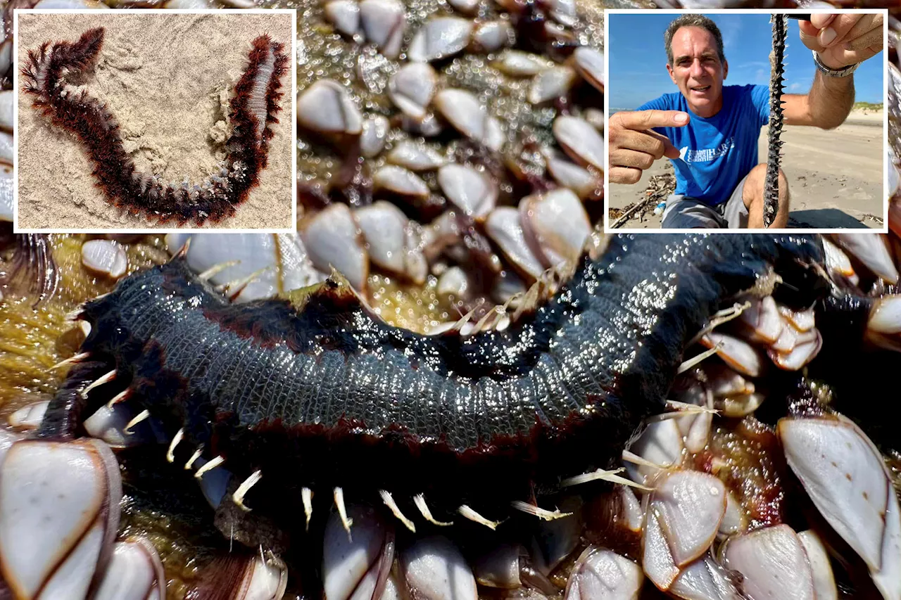 Bearded creature washing up on Texas beach is that of 'worst nightmares'