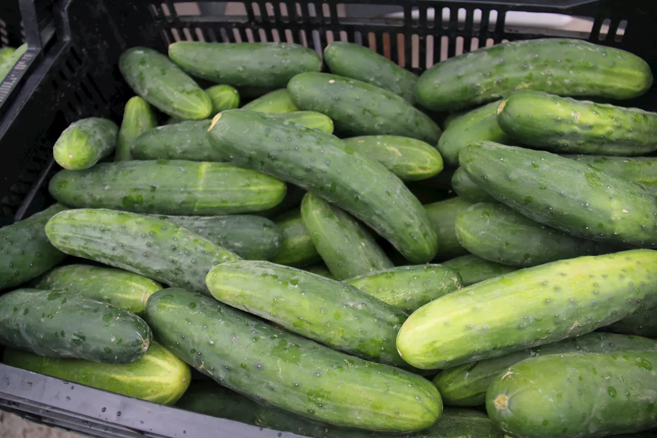 Most US states' cucumbers recalled after hundreds get salmonella
