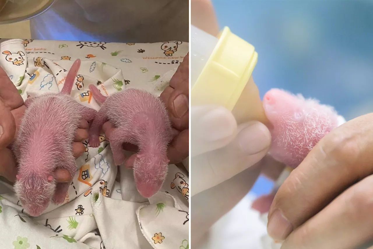 Panda twins are born in Hong Kong to Ying Ying, the world’s oldest first-time mom