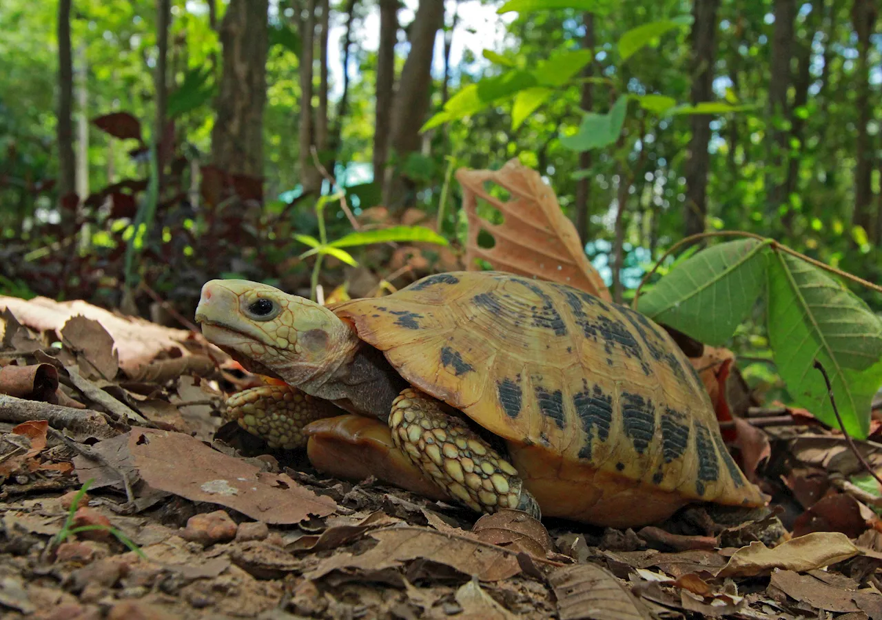 Elongated tortoises exhibit minimal genetic variation, aiding conservation efforts