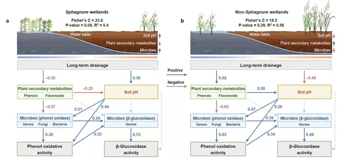 Plant-microbe interactions underpin contrasting enzymatic responses to wetland drainage