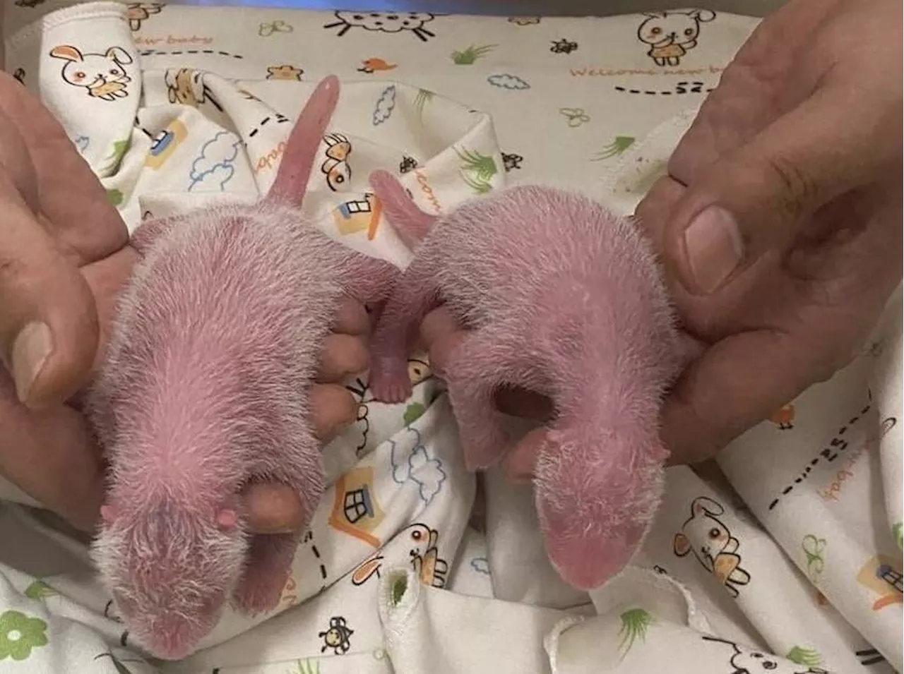 Hongkong: Zwei Panda-Babys geboren