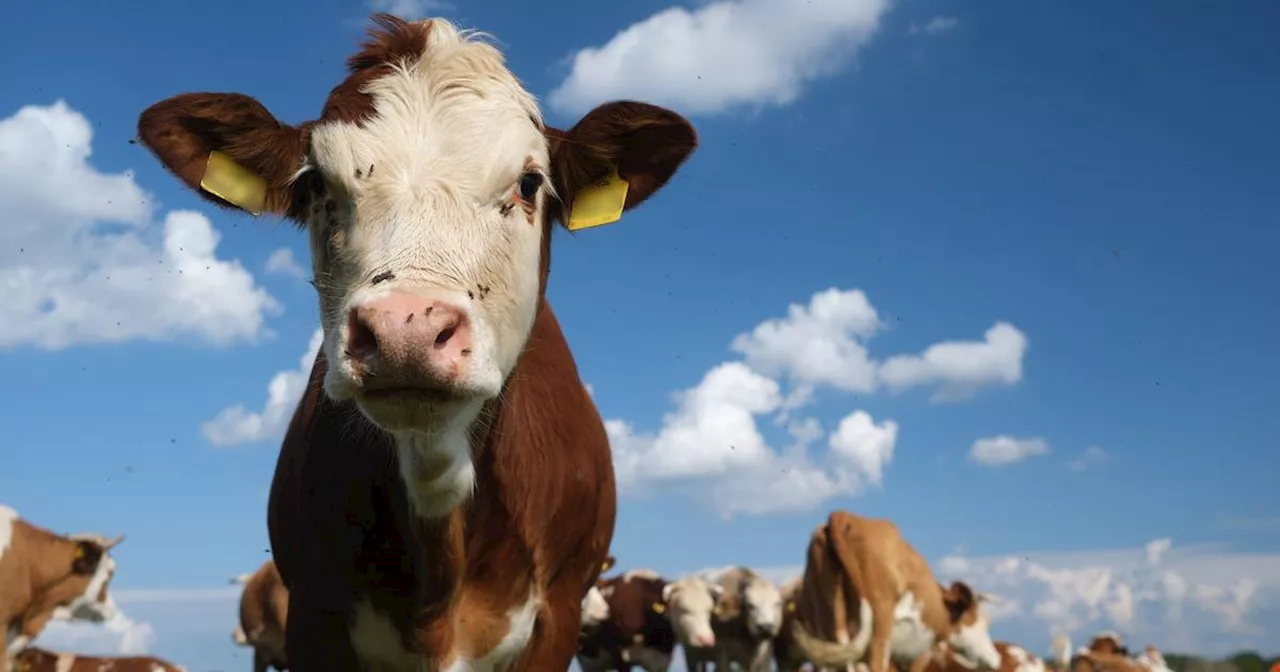 Zwölf Prozent der Treibhausgase stammen von tierischen Produkten