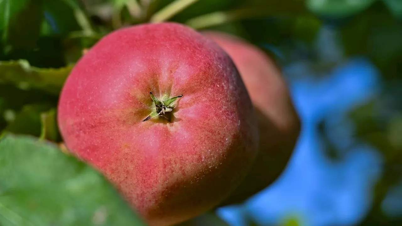 Äpfel sind so teuer - geringe Ernte treibt Preise in die Höhe