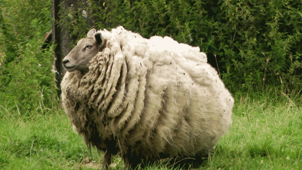 'Un cas de maltraitance': l'état de ces moutons provoque la colère des riverains à Nalinnes