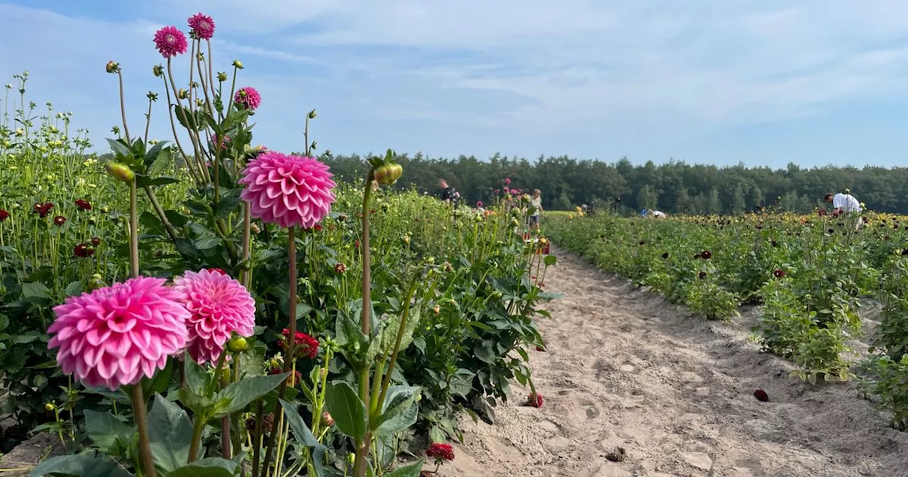 Spannende tijden voor bloemencorso's vanwege magere dahliaopbrengst