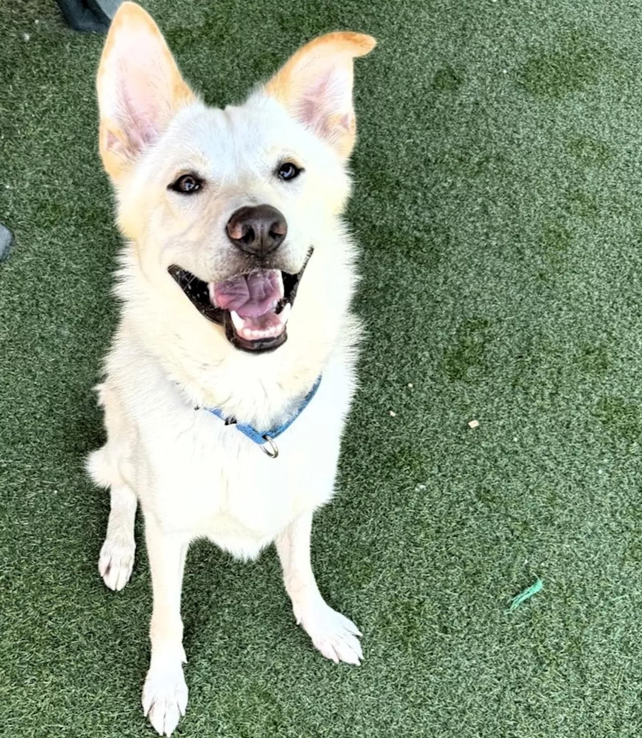 Pet of the week: Friendly, energetic Labrador retriever who loves attention is looking for new home