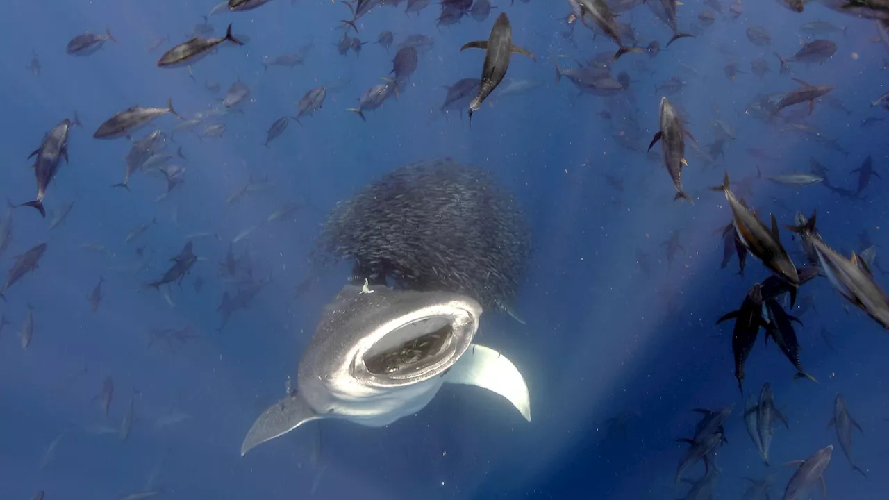 Science in pictures: Whale sharks, birds, coral and wasps win scientific photography competition