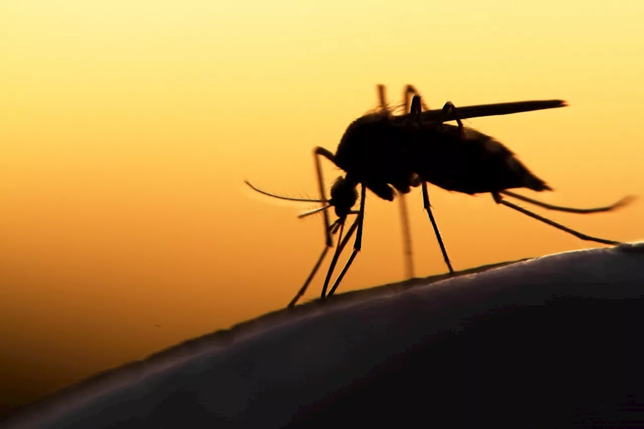 Human case of West Nile virus confirmed in Algoma for first time in six years