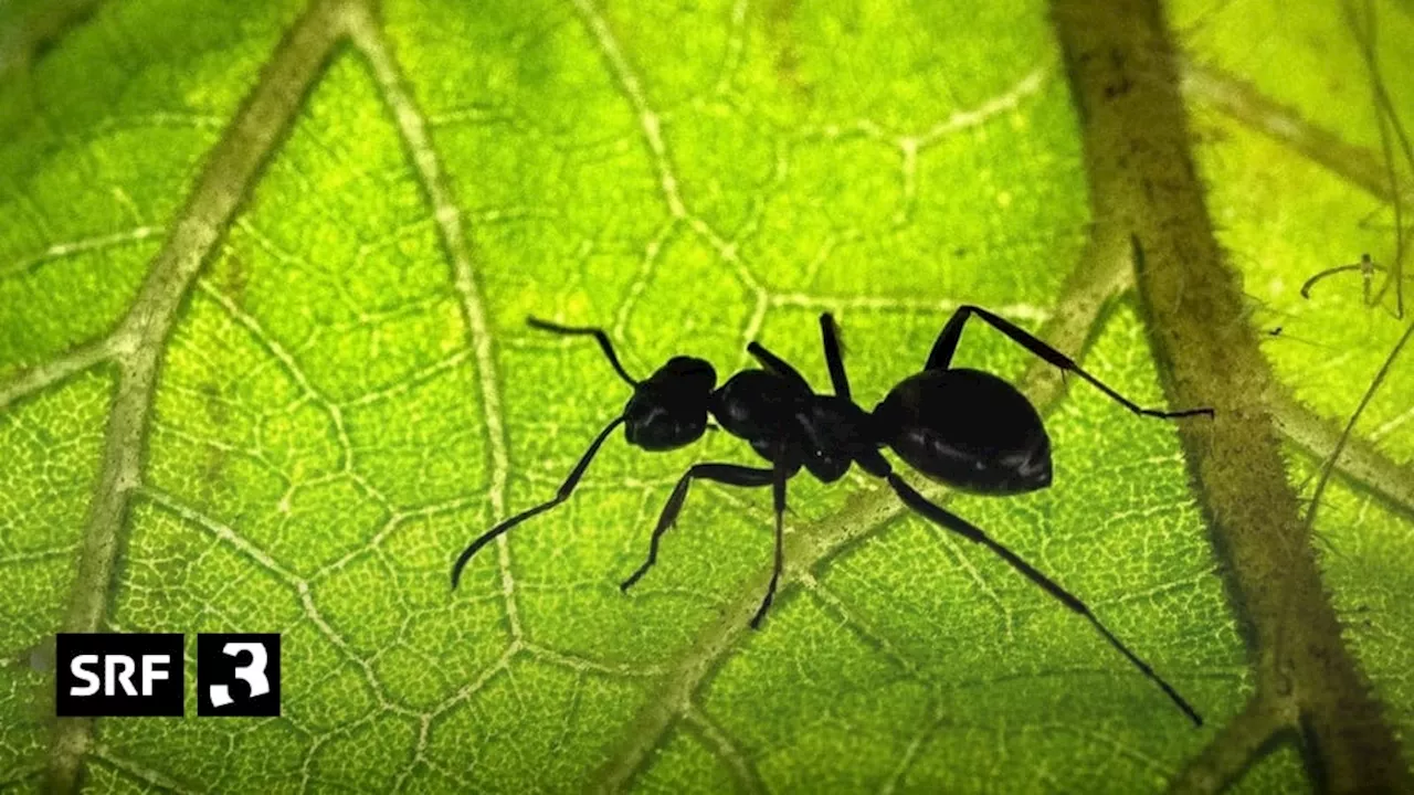 Unglaubliches über Ameisen - Ameisen – die Superhelden im Tierreich