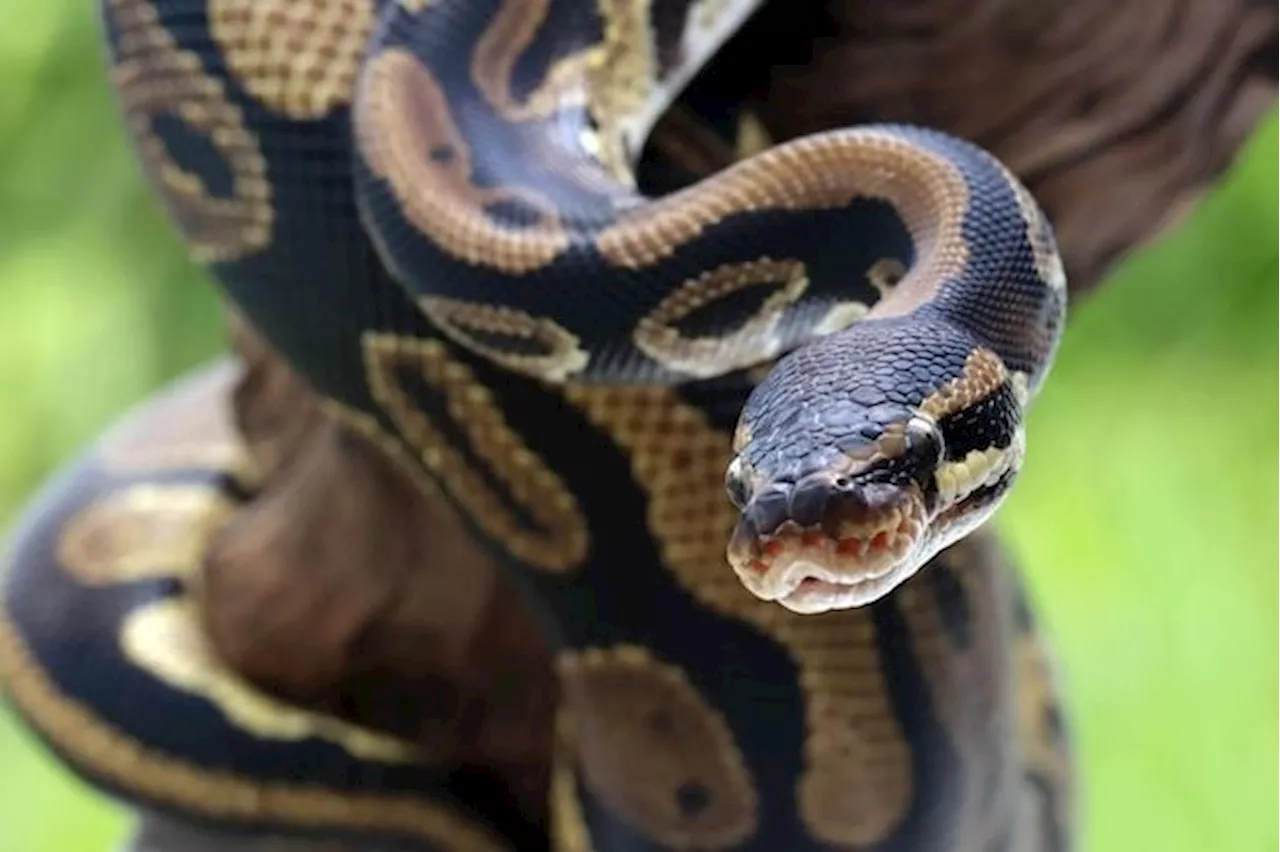 Woman killed in python attack in Indonesia