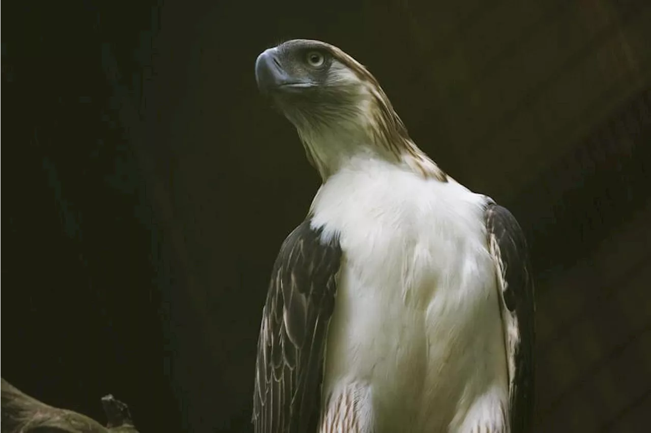 Manila, Singapore to resume ‘fail safe’ Philippine eagle breeding programme