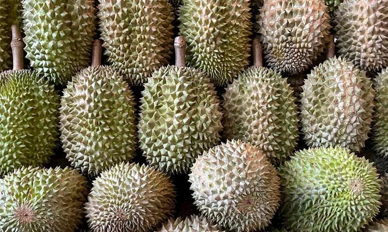 Durian prices to slump