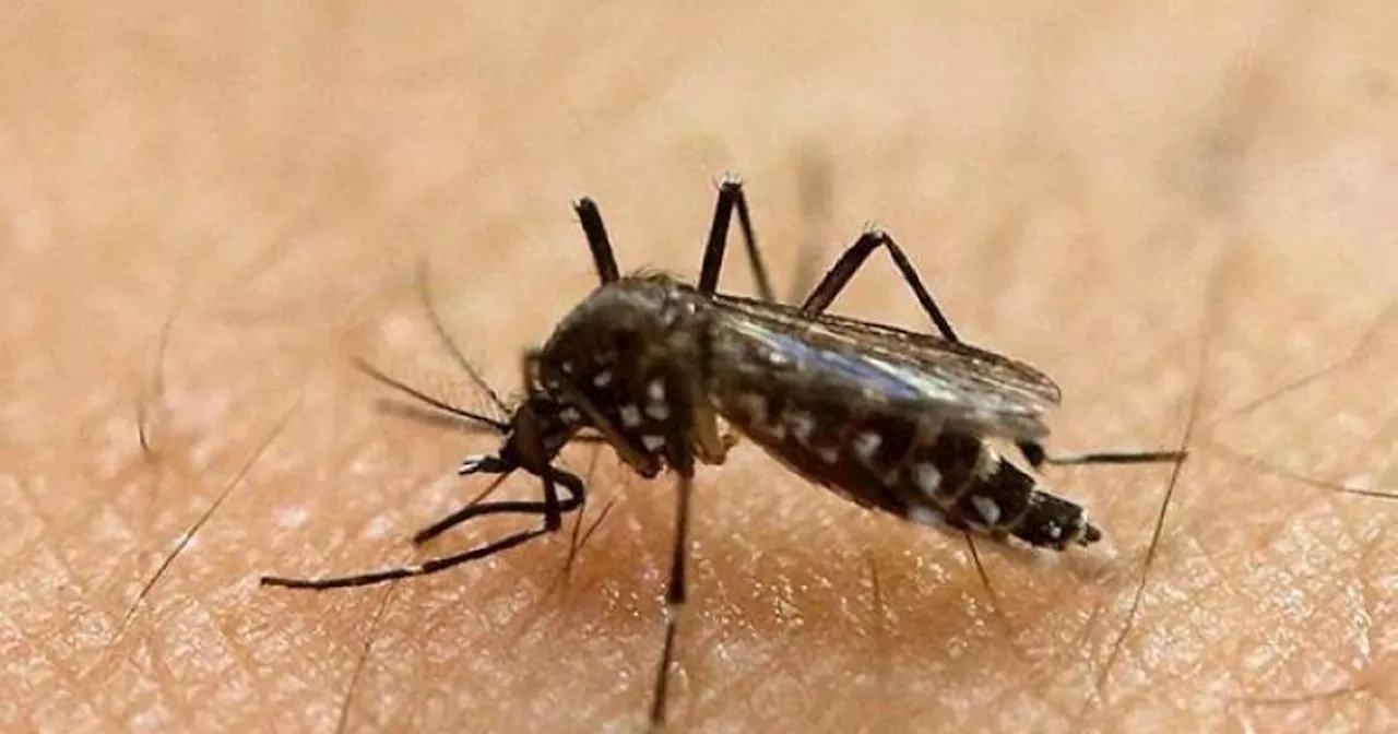 Iloilo eyes state of calamity due to dengue outbreak