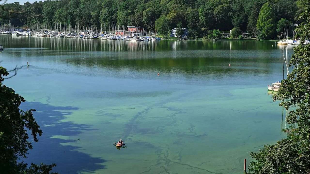 Blaualgen und Bakterien verleiden den Spaß: In diesen Berliner Gewässern ist das Baden kein Genuss