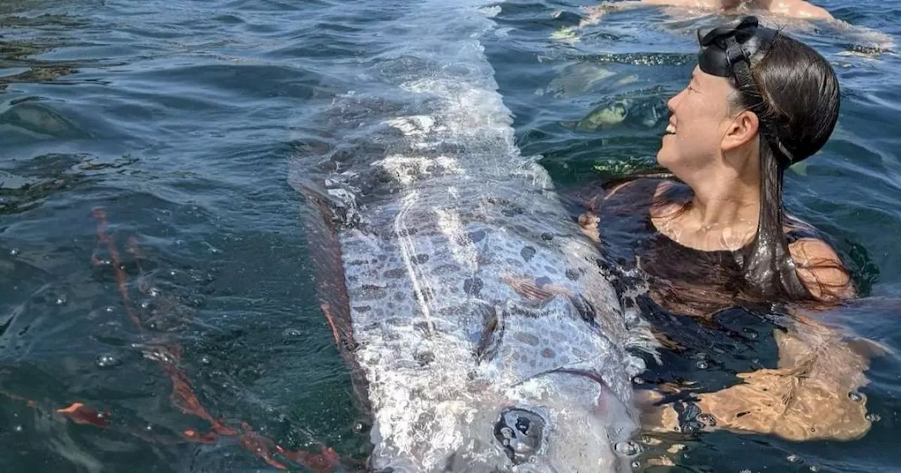 ‘Peixe do juízo final’ é visto em praia dos EUA; aparição é considerada 'aviso' de desastres