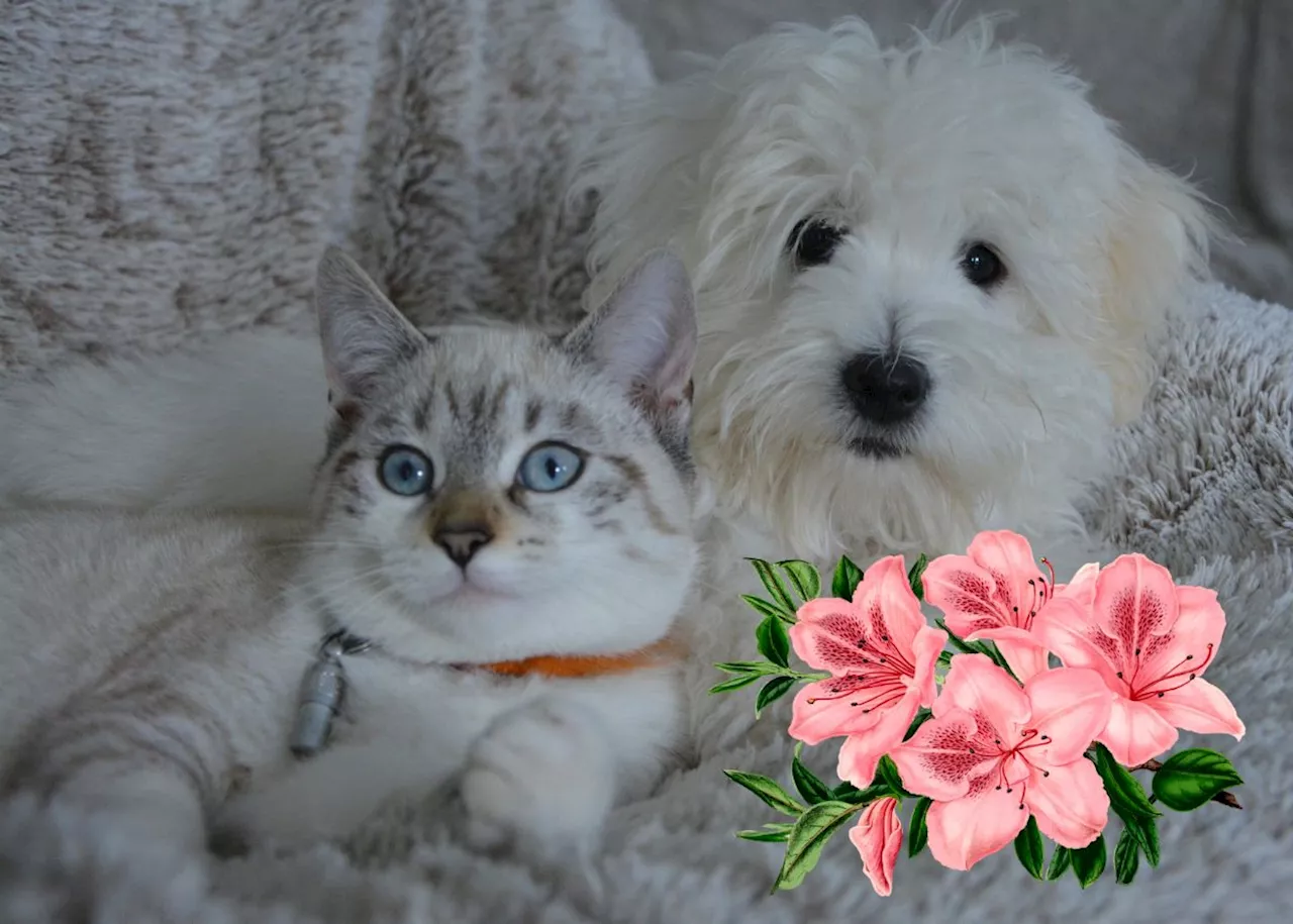 These five common plants can KILL your pet