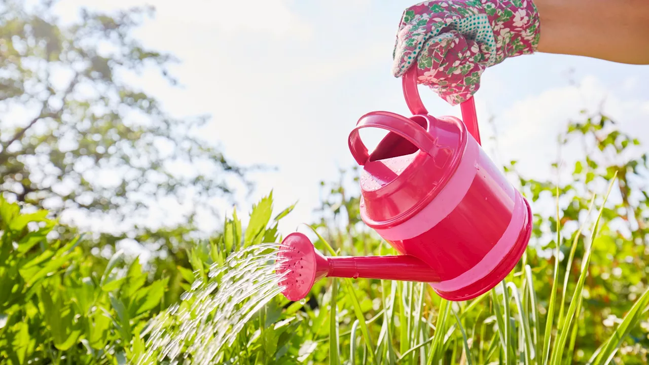 I’m a Gardening expert, my six hacks will stop your plants drying out on hols – including The Range’s £5.99...