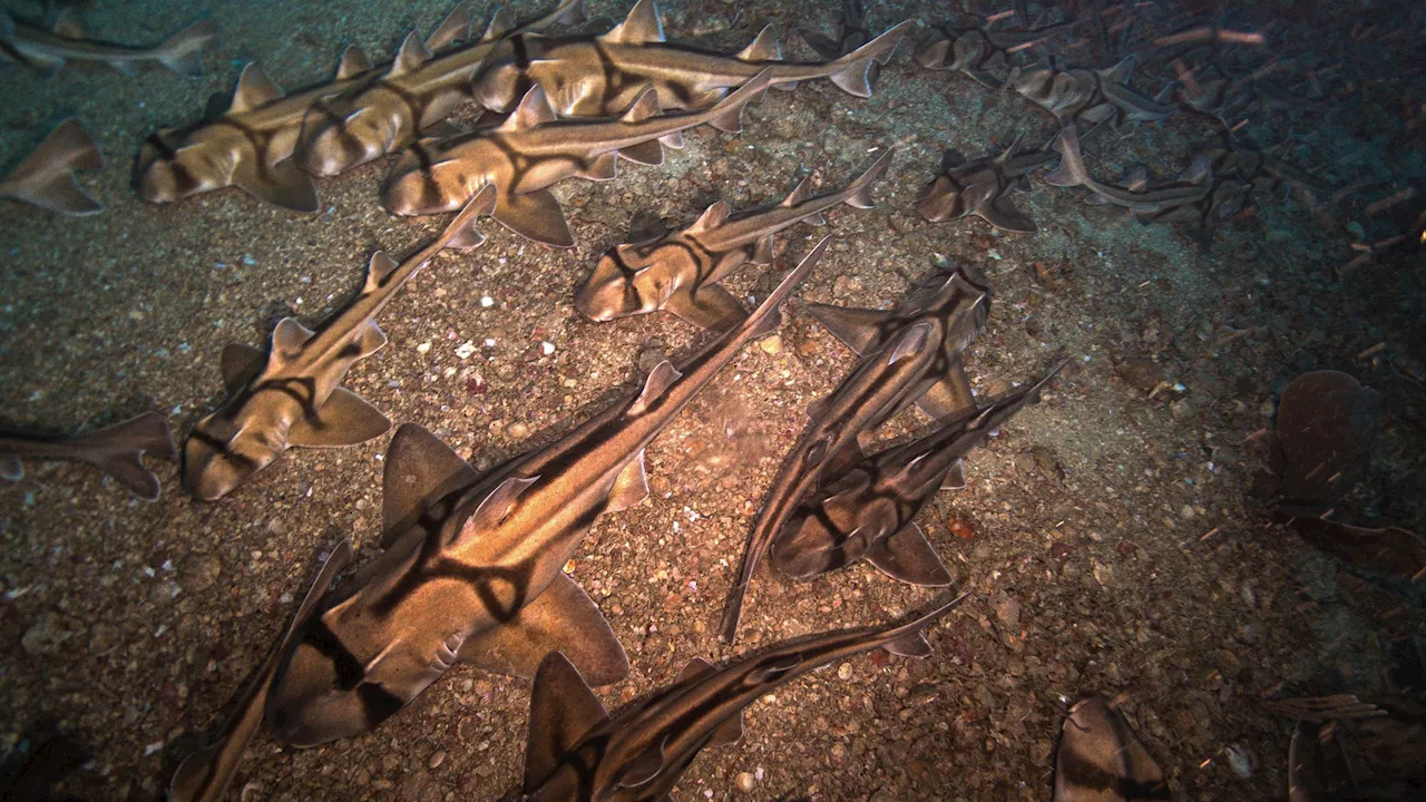 ‘Spectacular’ moment thousands of sharks are seen sleeping on the ocean floor & experts are stumped as the...