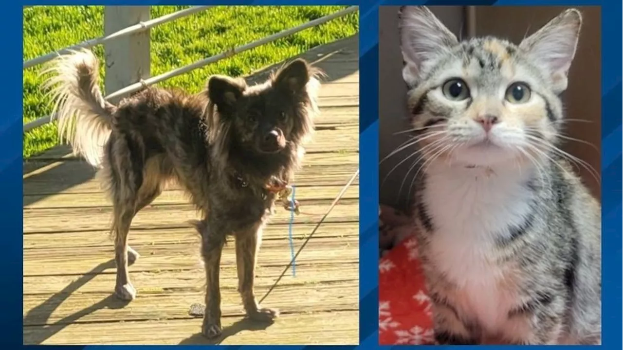 Fur Baby Friday: Merlin and Miss Muffet can't wait to be adopted