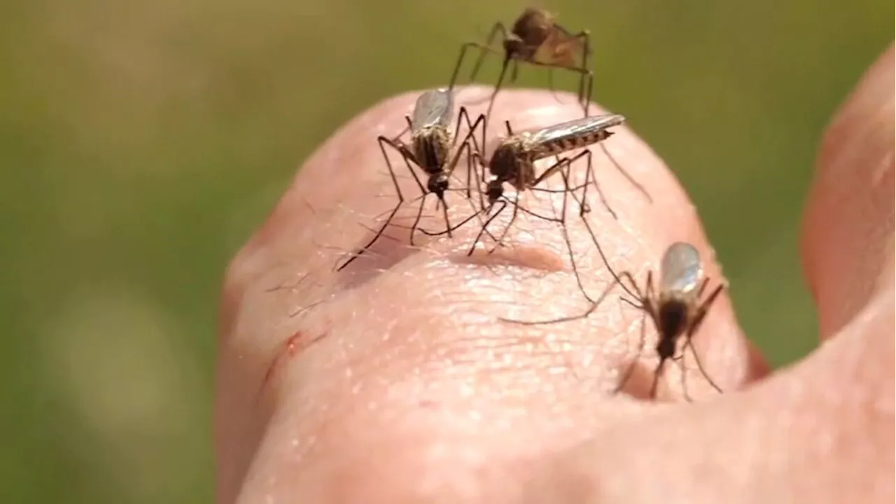 Hamilton County urges caution after West Nile virus discovered in mosquitoes