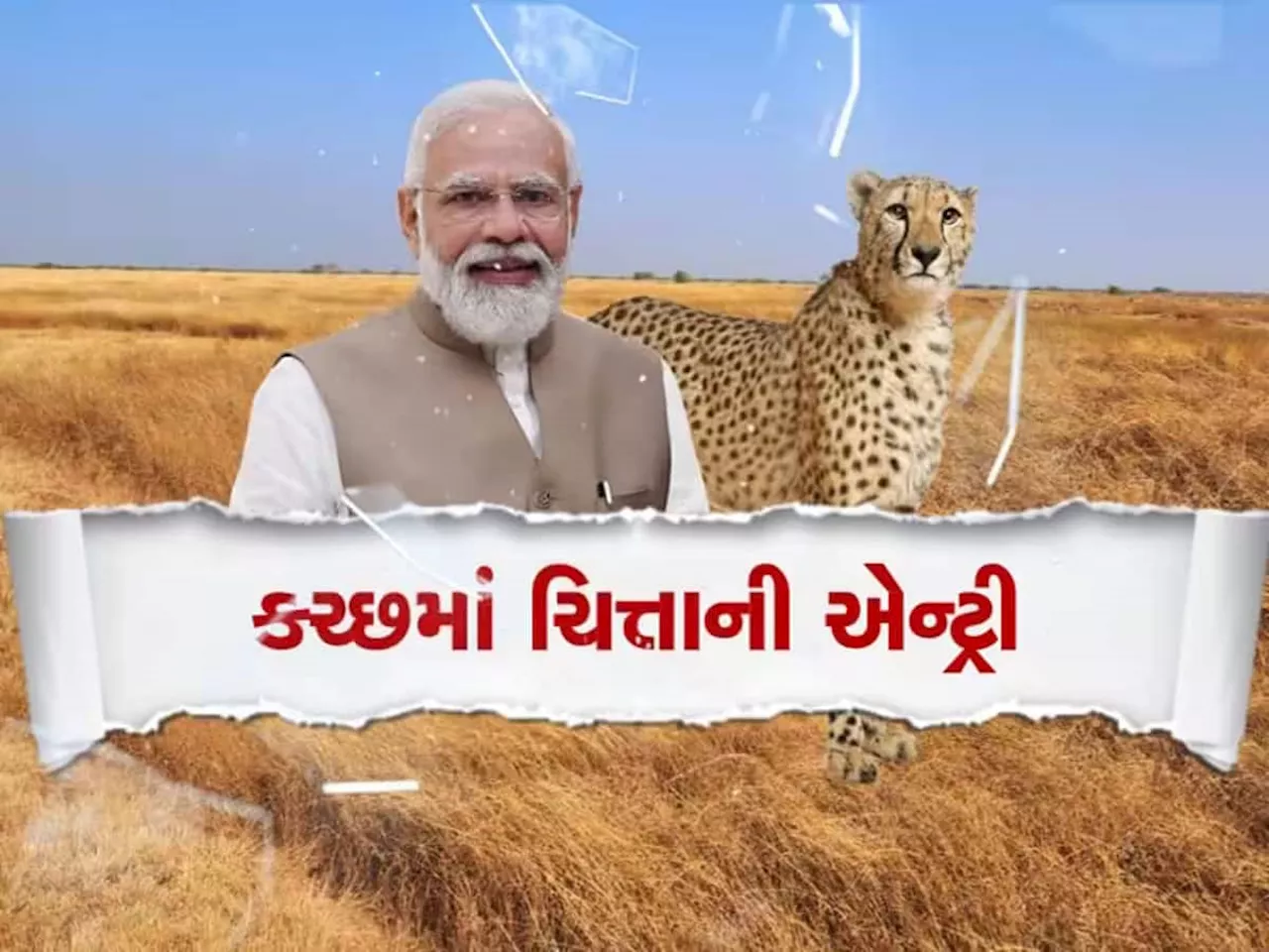 બધું સમુસૂતરું પાર પડ્યુ તો વર્ષના અંત સુધી 16 ચિત્તા ગુજરાતના આંગણે રમતા થશે, આવો છે પ્લાન