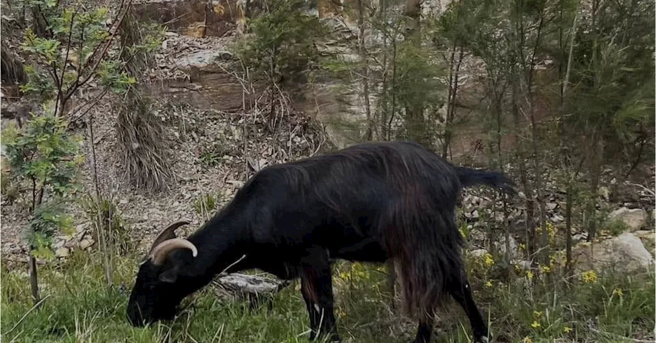 Blue Mountains icon 'Garry the Goat' put down by vet after car crash