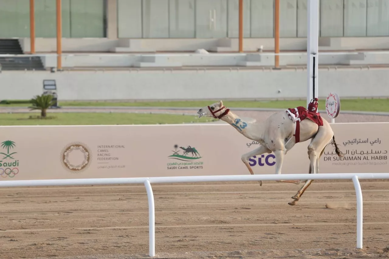 مهرجان ولي العهد للهجن: «بارود» تخطف نجومية «اللقايا»