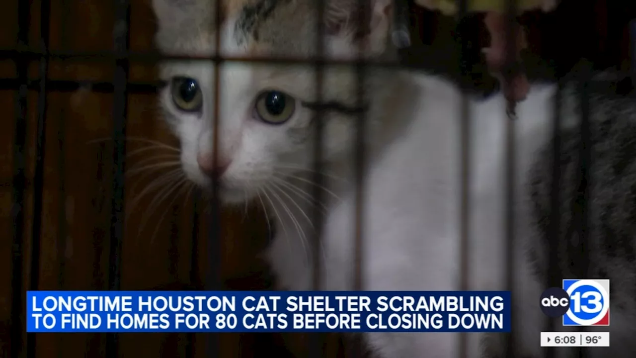 Longtime Houston-area animal shelter to close despite 80 cats in need of new homes