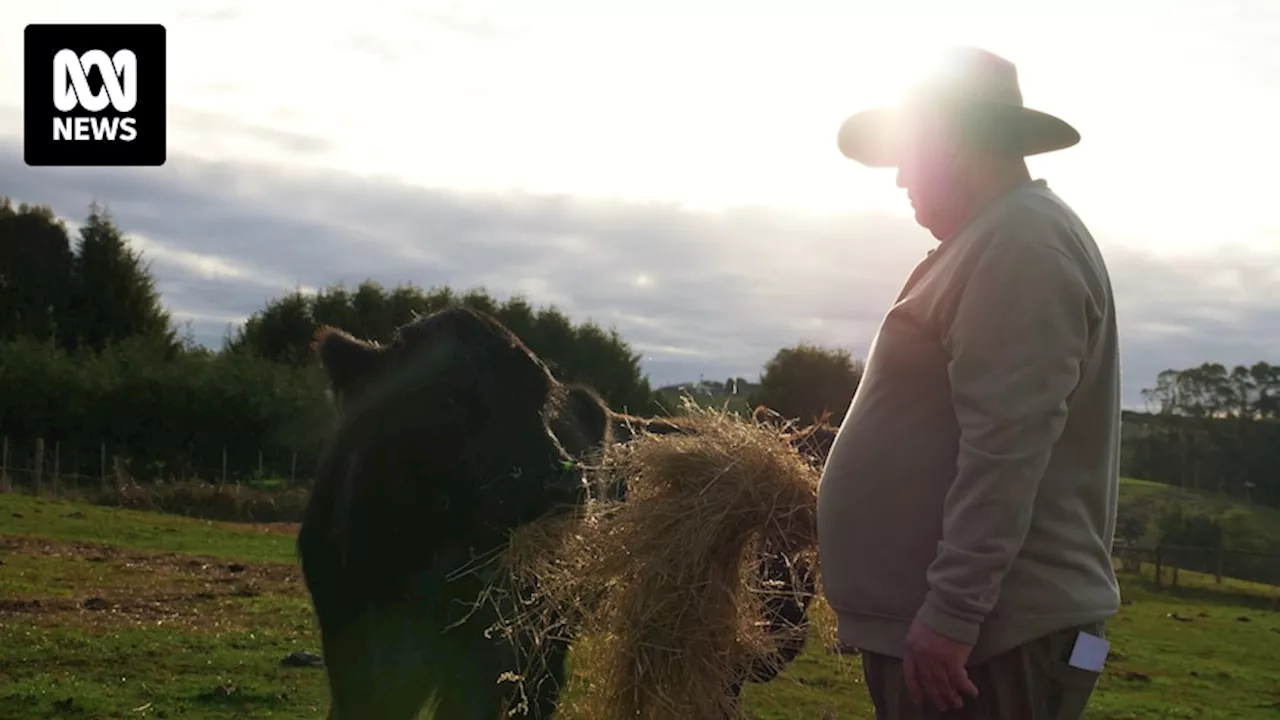 Dry conditions trigger extreme measures as Tasmanian farmers struggle to secure feed