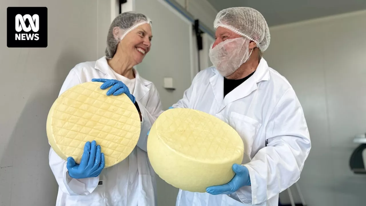 How DIY cheesemaking turned into a thriving dairy business for these farmers