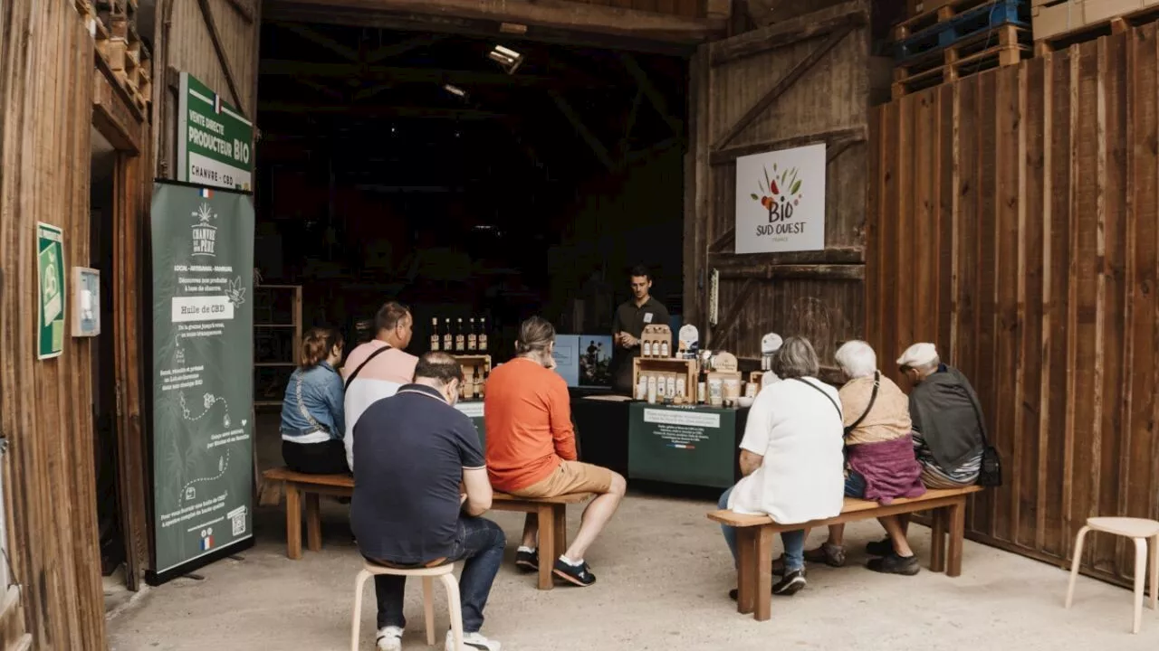 Insolite : visitez une exploitation de chanvre à CBD dans ce petit village de Lot-et-Garonne