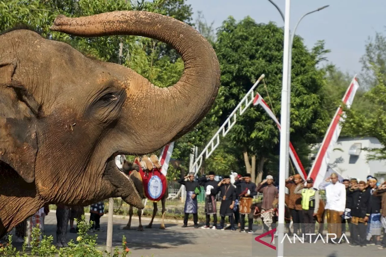 Sejumlah satwa koleksi Safari Beach Jateng dilibatkan dalam upacara peringatan HUT Ke-79 RI